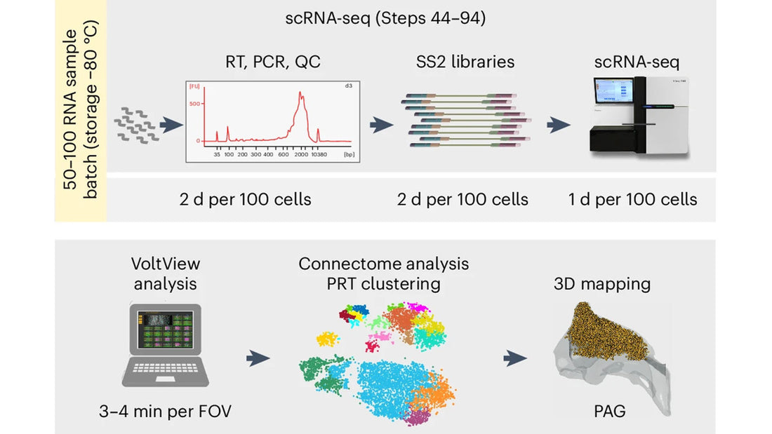 All-optical voltage imaging-guided postsynaptic single-cell transcriptome profiling with Voltage-Seq